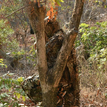 画像をギャラリービューアに読み込む, ギリースーツ ゲーミング 雰囲気最高潮 サバイバルゲーム タクティカル 森林迷彩 サバゲー サバイバルゲーム ポンチョ 超軽量